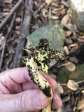 Boletus subtomentosus image