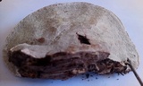 Ganoderma lobatum image