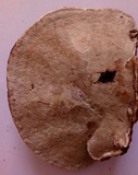 Ganoderma lobatum image