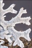 Pseudevernia furfuracea var. furfuracea image