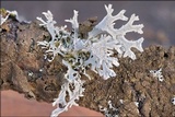 Pseudevernia furfuracea var. furfuracea image