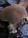 Jahnoporus hirtus image
