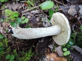 Leccinum holopus image