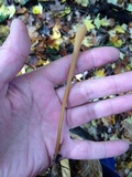 Macrotyphula fistulosa var. fistulosa image