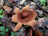 Chorioactis geaster image