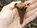 Chorioactis geaster image