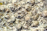 Lecanora carpinea image