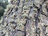 Lecanora confusa image