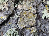 Lecanora confusa image
