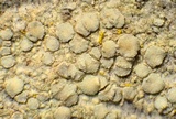 Lecanora confusa image