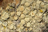 Lecanora confusa image