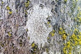 Lecanora carpinea image