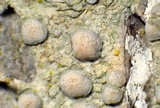 Lecanora carpinea image
