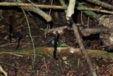 Geoglossum difforme image