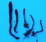 Geoglossum difforme image