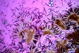 Geoglossum difforme image