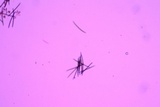 Geoglossum difforme image