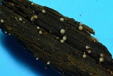 Helicogloea compressa image