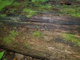 Helicogloea compressa image