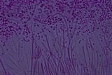 Helicogloea compressa image