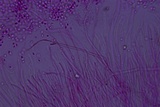 Helicogloea compressa image
