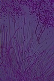 Helicogloea compressa image