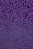 Helicogloea compressa image