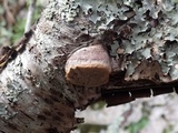 Phellinus pomaceus image