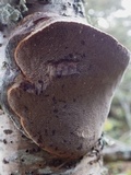 Phellinus pomaceus image
