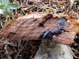 Phellinus pomaceus image