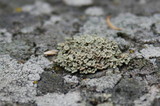 Rhizoplaca melanophthalma image