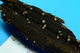 Helicogloea compressa image
