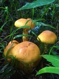 Gymnopilus imperialis image