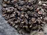 Leptogium plicatile image