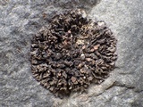 Leptogium plicatile image