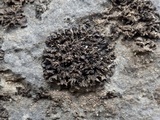 Leptogium plicatile image