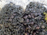 Collema tenax var. tenax image
