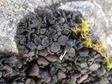 Collema tenax var. tenax image