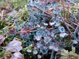 Cladonia cervicornis image