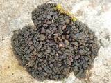Collema tenax var. tenax image