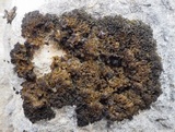 Collema auriforme image