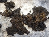 Collema auriforme image