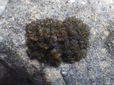 Collema auriforme image