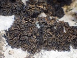 Collema auriforme image