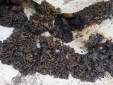 Collema auriforme image