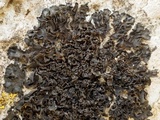 Lathagrium cristatum image