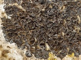 Lathagrium cristatum image