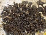 Lathagrium cristatum image