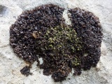 Leptogium schraderi image