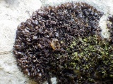 Leptogium schraderi image